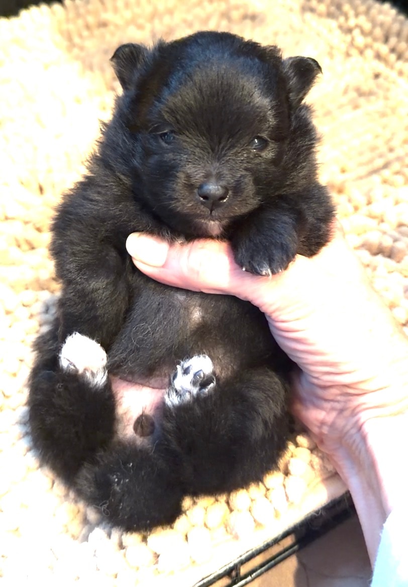 Puppy #3 photo 1