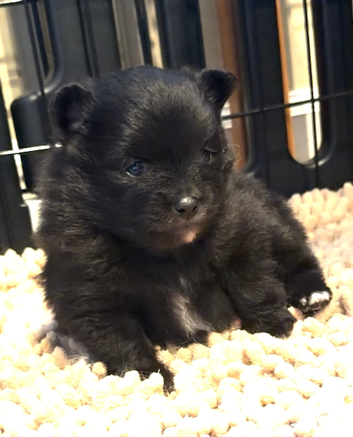 Puppy #3 photo 2