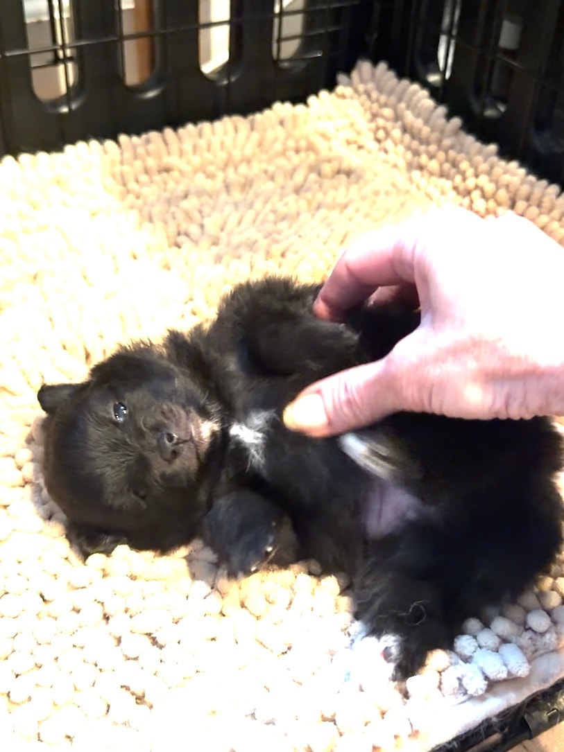 Puppy #3 photo 3