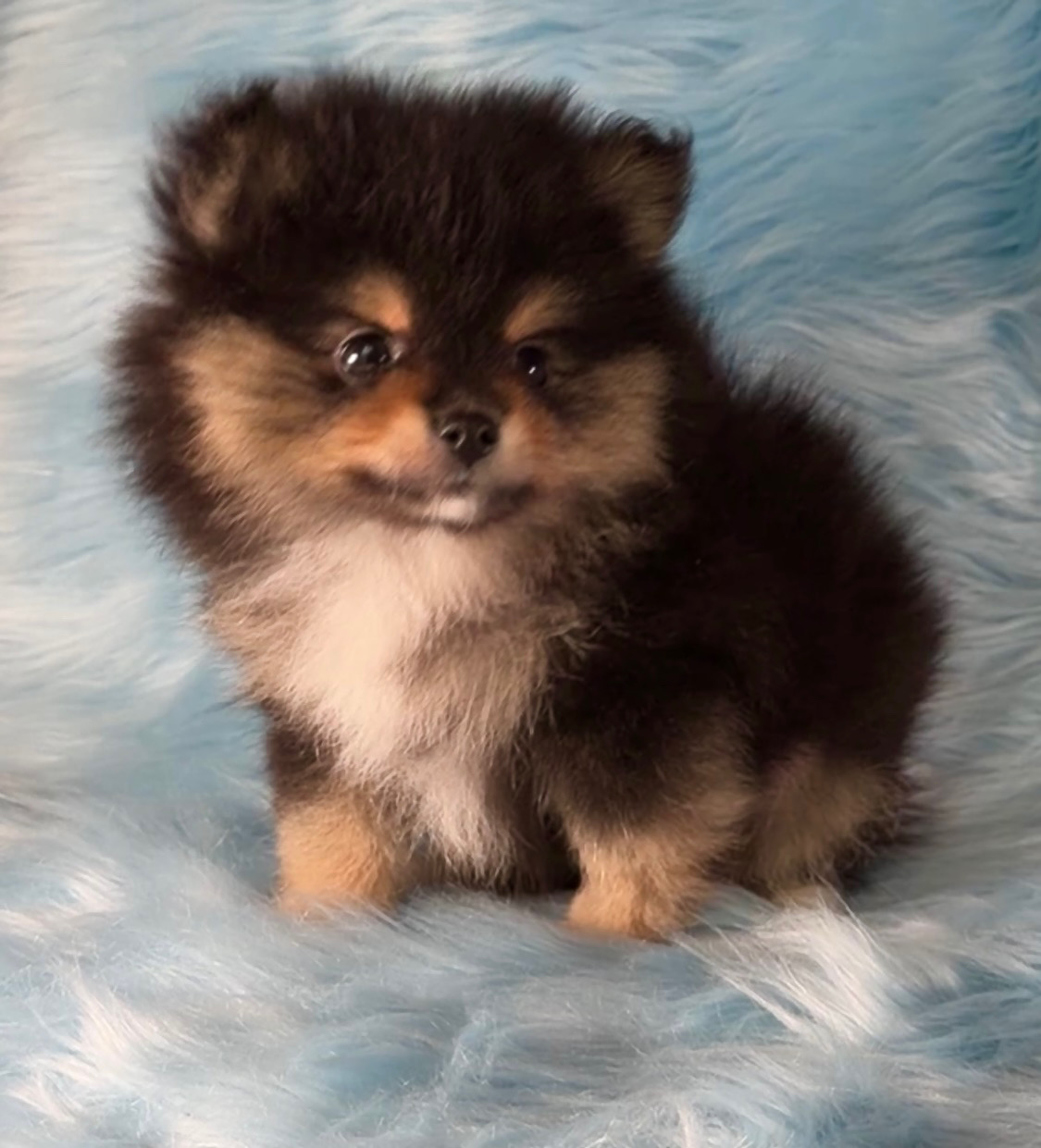 Fluffy black and tan Pomeranian puppy — raised in our home at Cream-Puffs Pomeranians