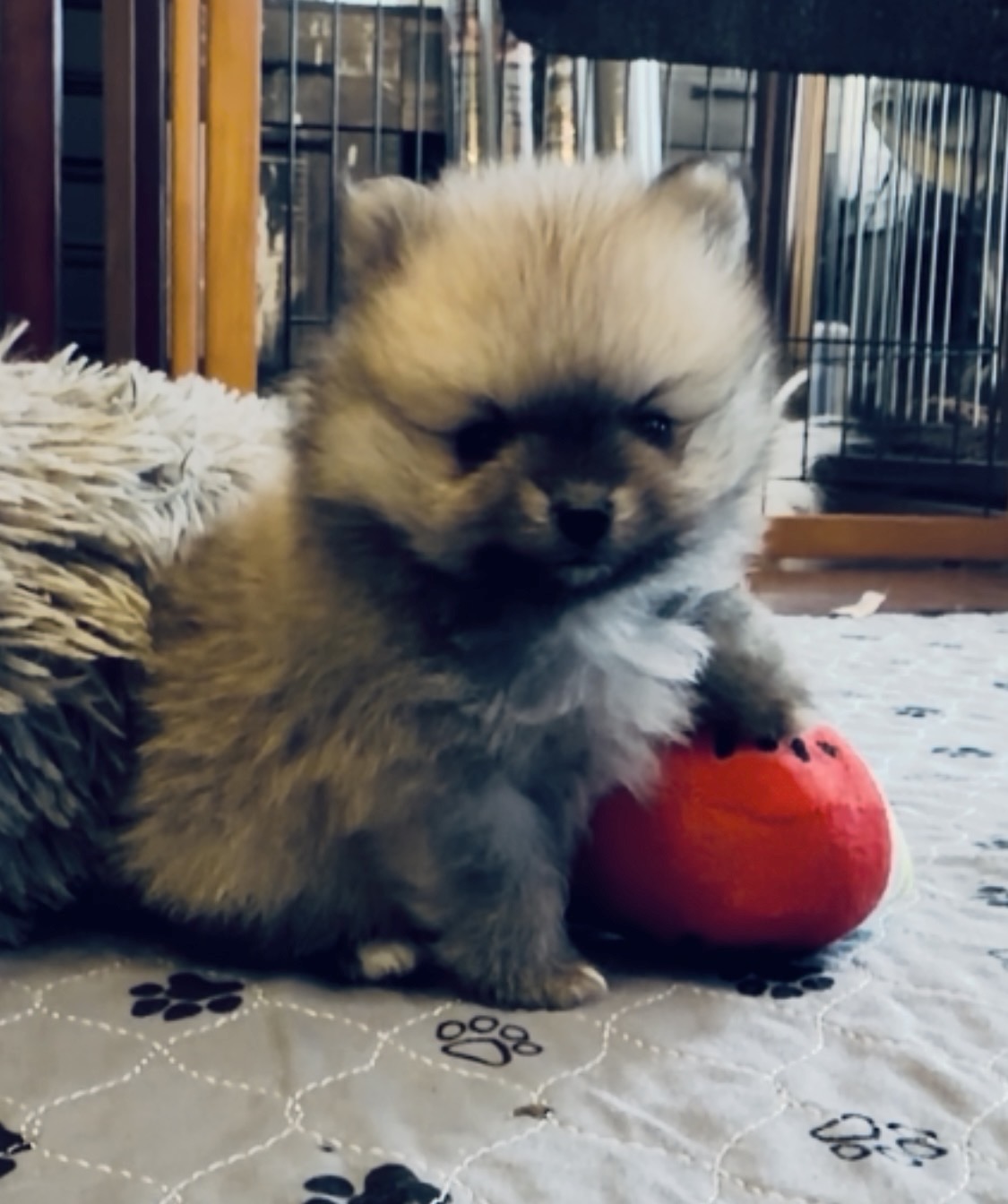 Sable Pomeranian puppy — raised in our home at Cream-Puffs Pomeranians