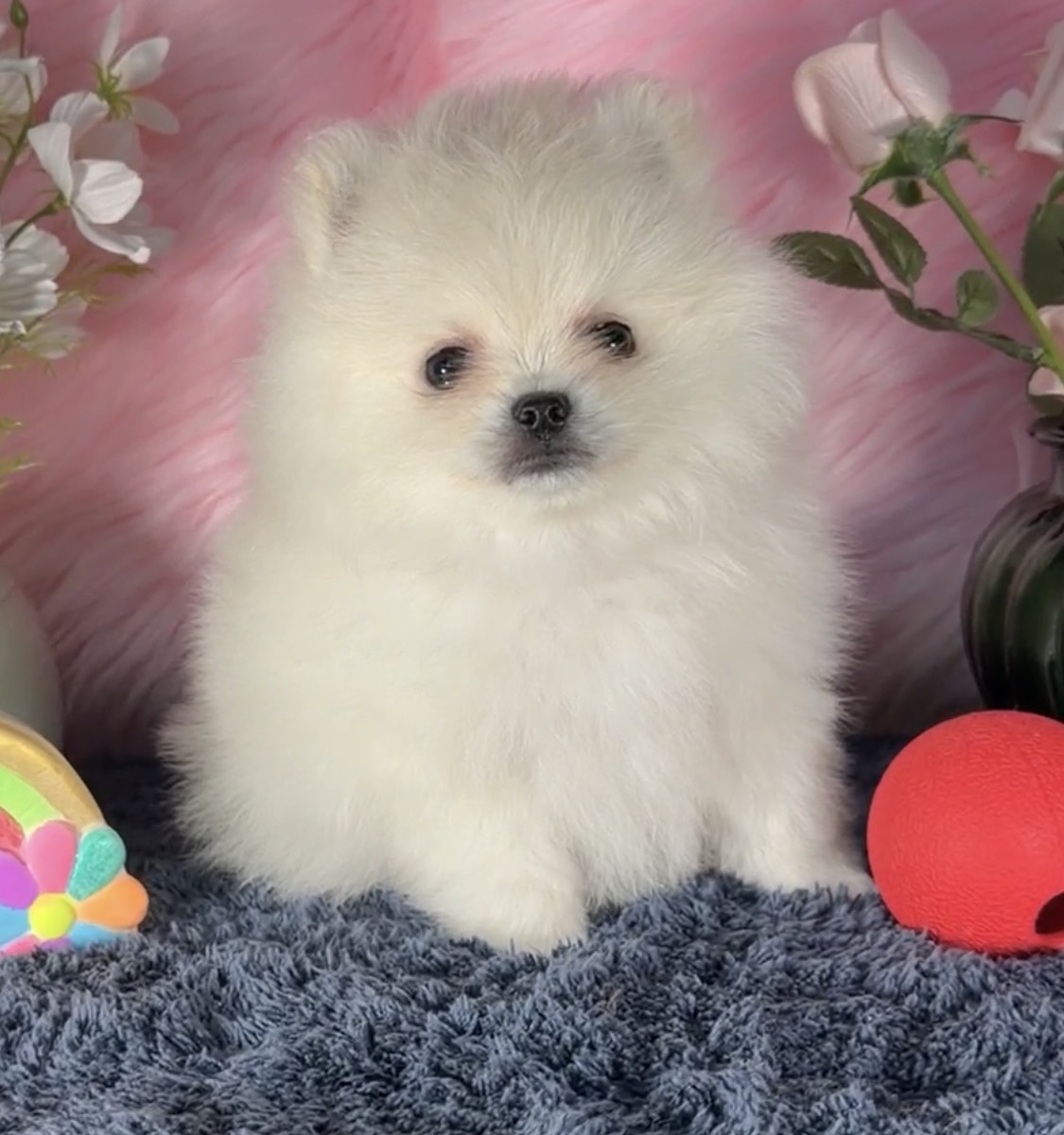Fluffy cream Pomeranian puppy on pink background — raised in our home at Cream-Puffs Pomeranians