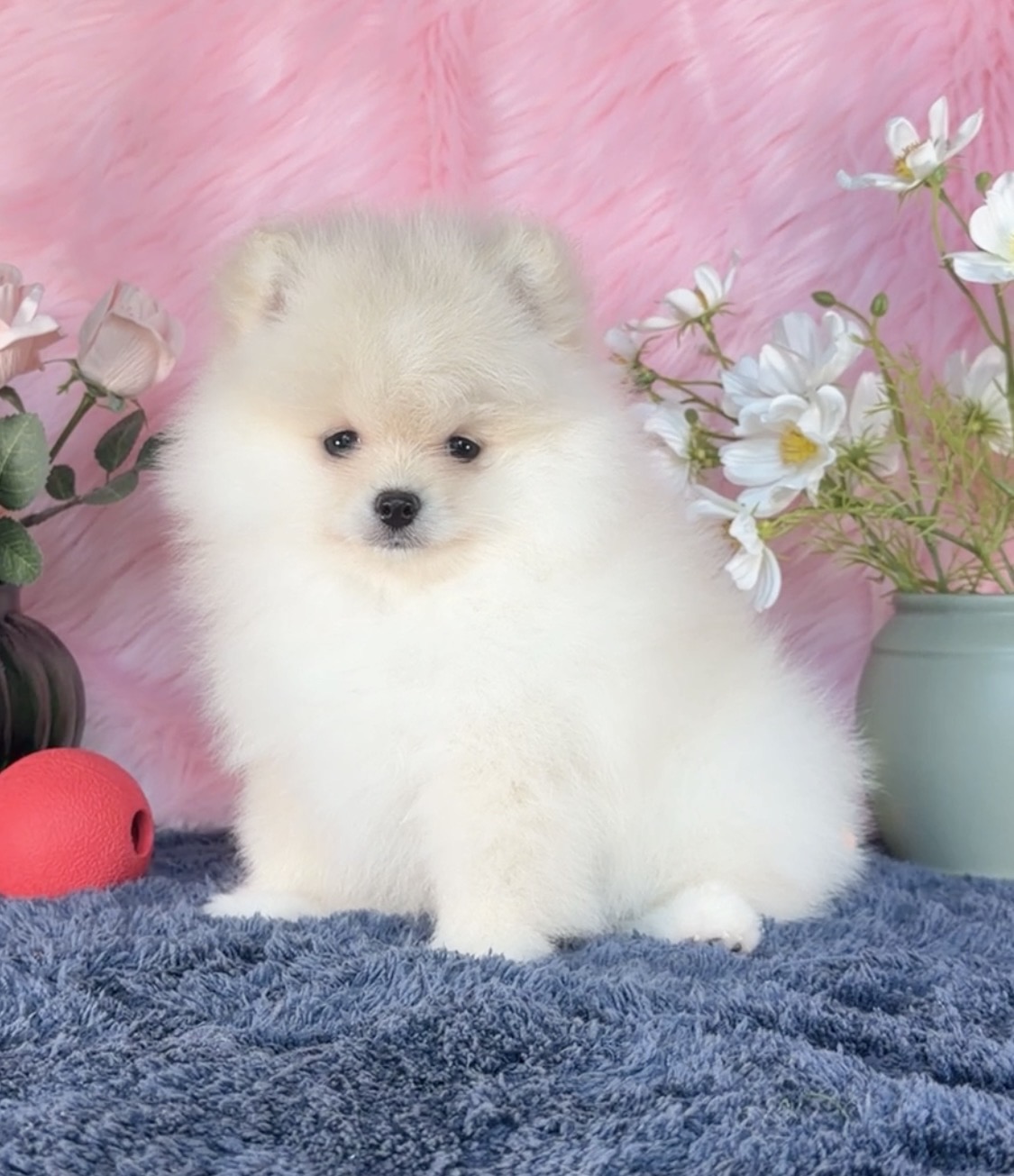Fluffy cream Pomeranian puppy with flowers — raised in our home at Cream-Puffs Pomeranians