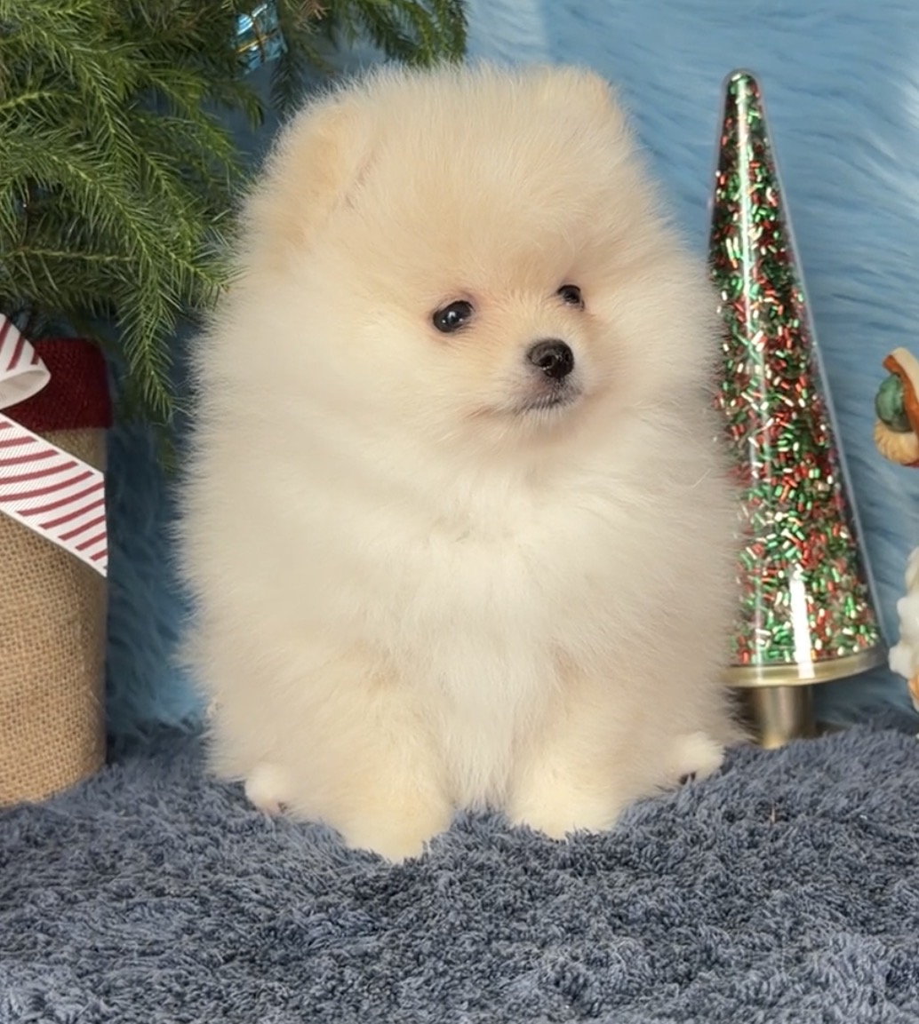 Cream Pomeranian puppy — raised in our home at Cream-Puffs Pomeranians
